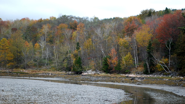 写真: Fall Colors with Birches 10-12-11