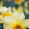 写真: Daffodils 4-30-12