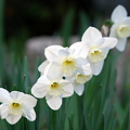 写真: J's White Daffodils 5-5-12