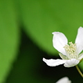 Raspberry Flower 6-7-12