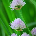 Chives 6-16-12