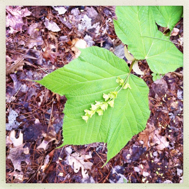 Moosewood Maple Flowers and the Leaves 5-24-14