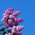 写真: Lilac 5-29-14