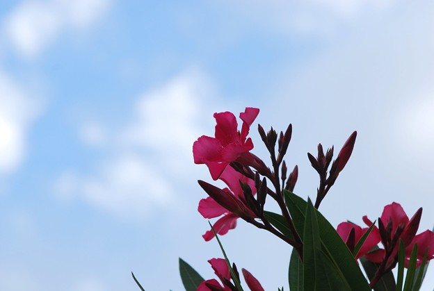 写真: Oleander 3-11-15