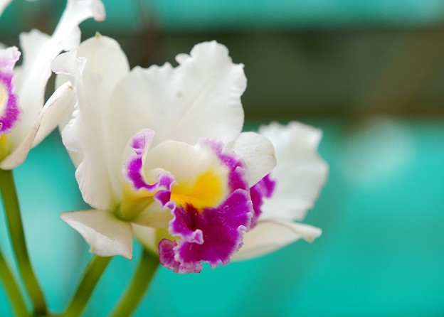 写真: Orchid I 3-11-15