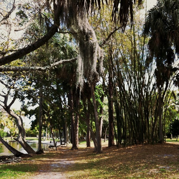The Path with Spanish Moss 3-11-15