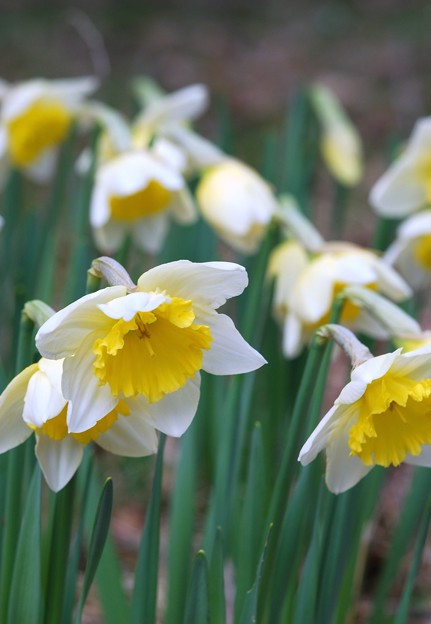 Daffodils I 4-26-15