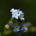 Smaller Forget-me-not 7-9-15