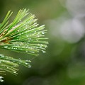 写真: Raindrops on Pine Needles 7-19-15