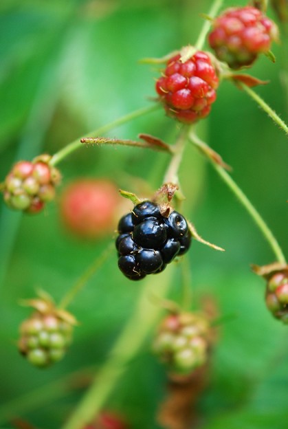 写真: Blackberries I 7-28-15