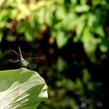 写真: Dragonfly on a Lotus Leaf 6-12-16