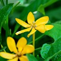 写真: Golden Gardenia 7-5-16