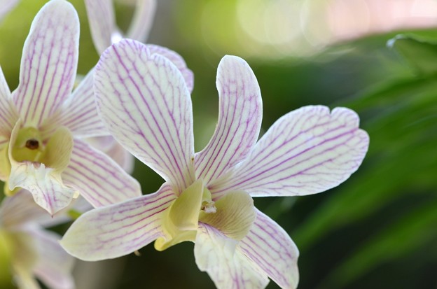 写真: Dendrobium Pearla Kouchi I 10-25-16