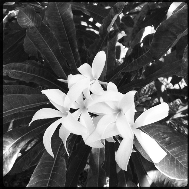 White Plumeria Flowers II  10-25-16