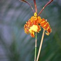 写真: Butterfly Orchid   10-25-16