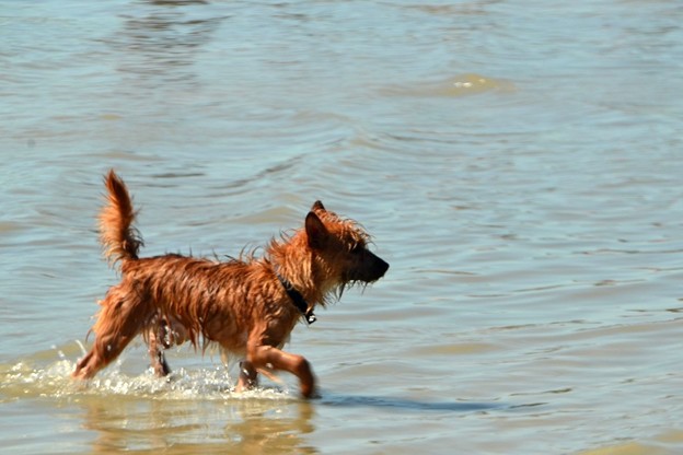 写真: A Wet Puppy 2-4-17