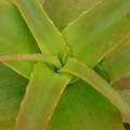 写真: Aloe wickensii 4-18-17