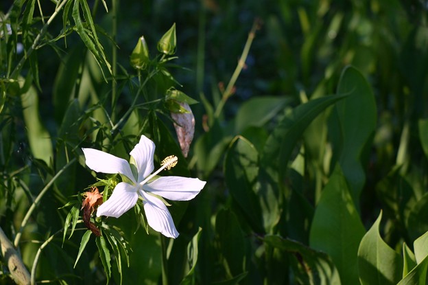 写真: Hibiscus coccineus 'Alba' 6-25-17