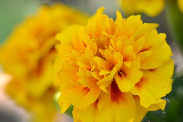 写真: Yellow Marigolds 12-3-17