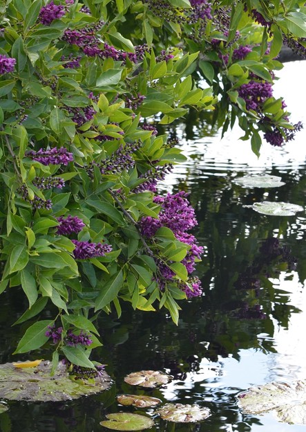 写真: Mexican Lilac 3-11-18