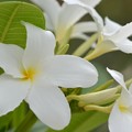 写真: Plumeria bahamensis I 6-17-18