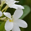 写真: Plumeria bahamensis II 6-17-18