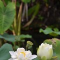 写真: White Lotus II 7-1-18