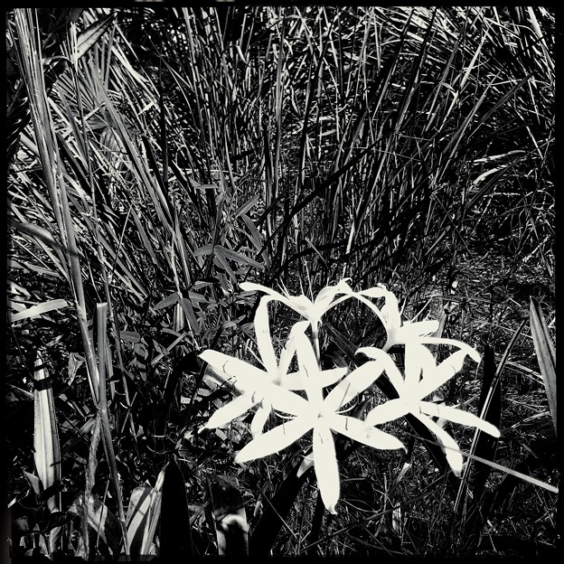 Swamp Lily 9-15-18