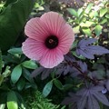 写真: Cranberry Hibiscus 11-10-18