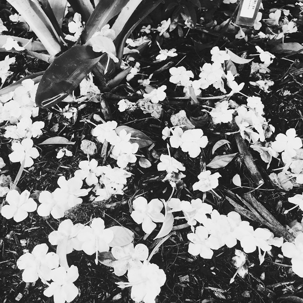 写真: Brunfelsia uniflora 11-10-18