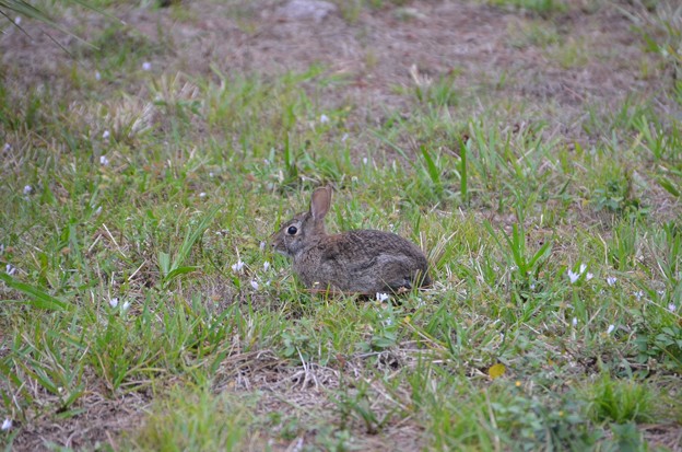 Eastern Cottontail1 3-18-19