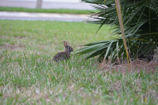 Eastern Cottontail2 3-18-19