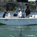 写真: Oooh Dolphins...  4-27-19