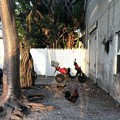 写真: Chickens 6-8-19