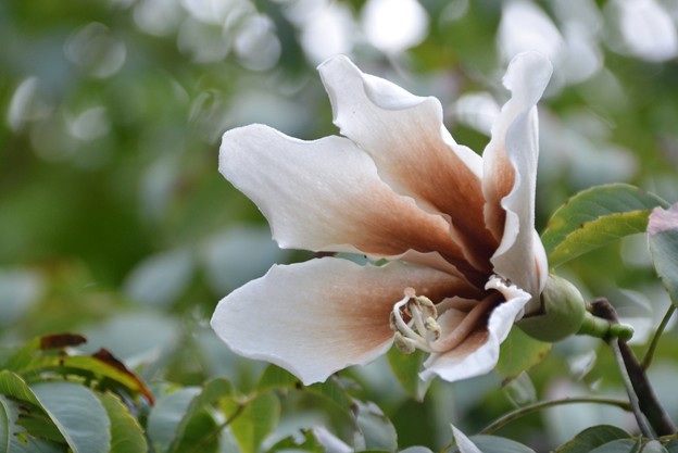 写真: White Silk-Floss Tree II 10-7-19