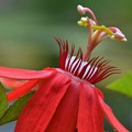 Scarlet Passion Flower 11-27-18