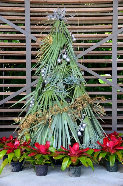 写真: Palm Christmas Tree 12-10-19