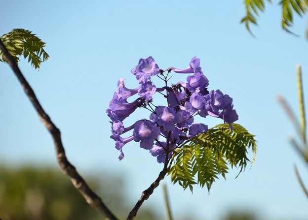 写真: Jacaranda cuspidifolia 4-23-19