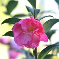 写真: Camellia sasanqua 12-10-19