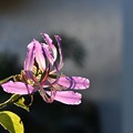 写真: Purple Orchid Tree III 11-28-18