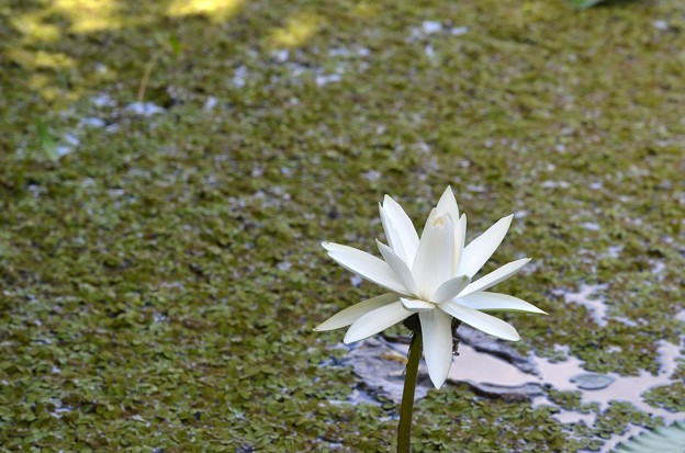 写真: Water Lily 6-25-20