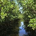 写真: Mangroves I 1-20-21