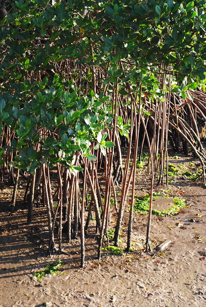 写真: 4-11-09 Mangrove