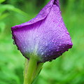 a Bud of Japanese Iris 7-18-09