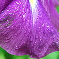 写真: Raindrops on Japanese Iris 7-18-09