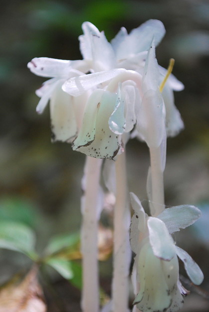 Indian Pipe 7-15-09