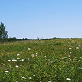 The Field 6-16-09
