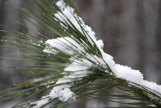 写真: Snow on Pine 12-7-08