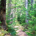 Hemlock Ridge Trail