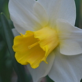 写真: Daffodil and a Bug